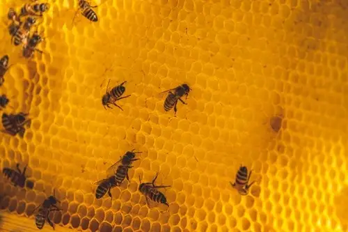 advantages of honey in wound dressing